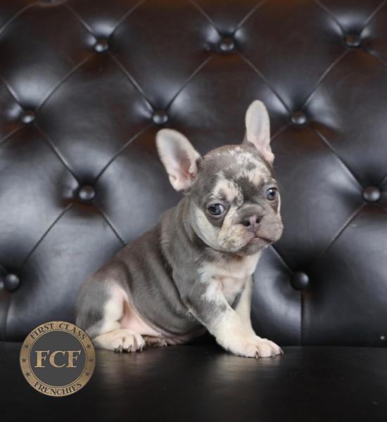 French Bulldog Puppies For Sale Eastern Ohio