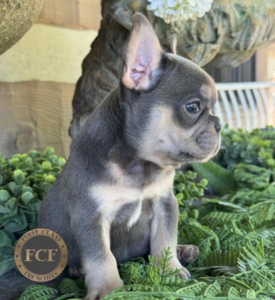 French Bulldog Puppies For Sale | Eastern Ohio